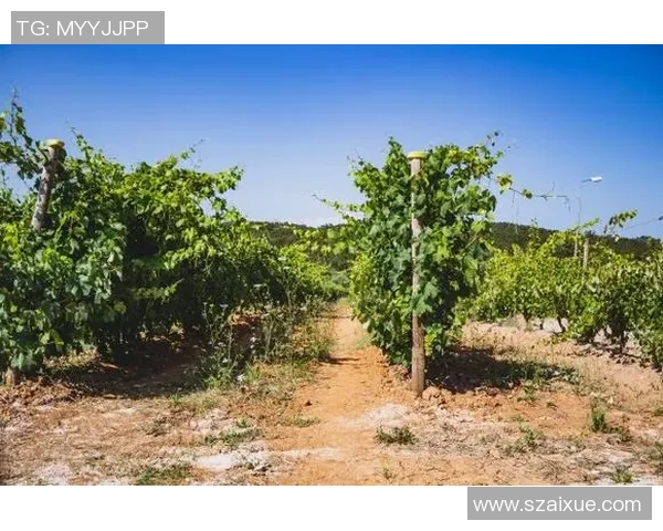 葡萄牙与绿色的碰撞：探索两者在文化与自然中的深刻联系与影响